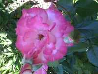 IMG_1481.jpg