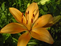 DSC00241.webp