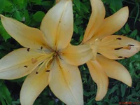 DSC00275.webp