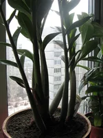 IMG_0370.webp