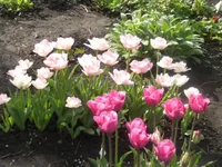 CIMG0677_1.webp