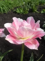 CIMG0690_1.webp