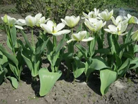 IMG_0494_1.webp