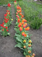 IMG_0533_1.webp