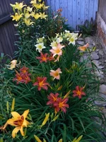 P1100274[1].webp