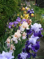 P1140007[1].webp