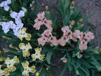 P1180637[2].webp