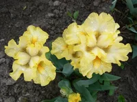 P1180650[1].webp