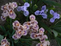 P1180741[1].webp
