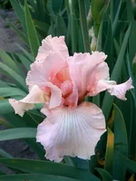 _Силз1[1].webp