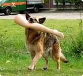 dog_attack_02.jpg