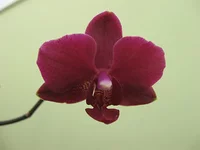 IMG_2202.webp