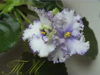 Centennial Thunder1.webp