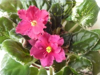 Kate'z rendezvous1.webp