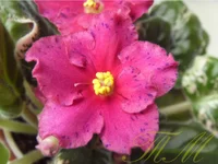 Kate'z rendezvous3.webp