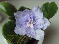 Neptune's Jewels sport2.webp