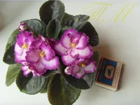 Okie Easter Bunny (J. Cochran)2.webp