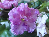 Rossie Ruffles sport8.webp