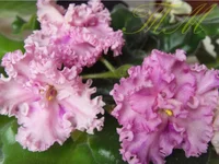 Rossie Ruffles sport9.webp