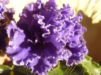 -Синий Иней9.webp