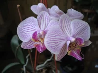 IMG_4365.webp