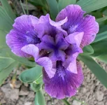 P1180463[1].webp