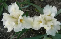 [1].webp