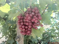 DSC00090.webp