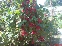 DSC00083.webp