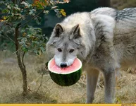 %D0%B4-%D0%B2%D0%B5%D0%B3%D0%B0%D0%BD%D1%8B-370506.jpg
