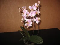 IMG_8733.webp
