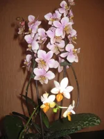 IMG_8734.webp