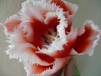 tulip.webp