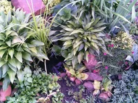 062.webp