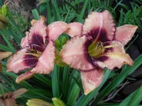 SDC10180.webp