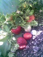 060.webp