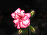  149.webp