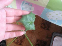  142.webp