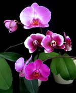 pink_faliks.webp