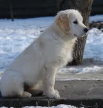 10 марта2011 057.webp