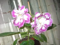 %20037.webp