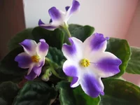 rina_9894.webp