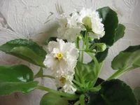 -Белая королева_9886.webp
