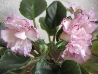 Fredette’s Sweet Jenny _9893.webp