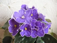 Blue Aura_9873llll.webp