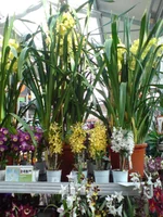DSC02600.webp