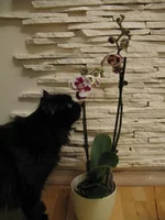 2010 788.webp