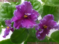 IMG_6483 [1600x1200].webp