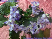 IMG_6577 [1600x1200].webp