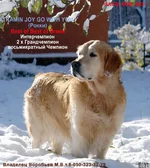 rokky-joy.webp